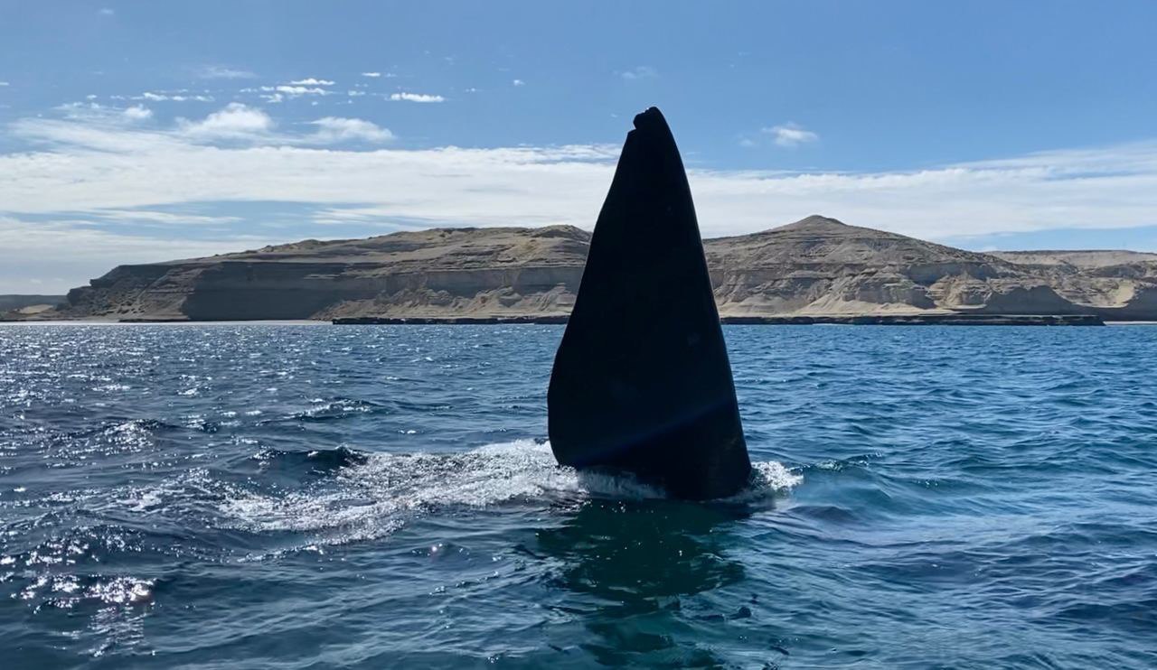 Whale tail in Patagonia
